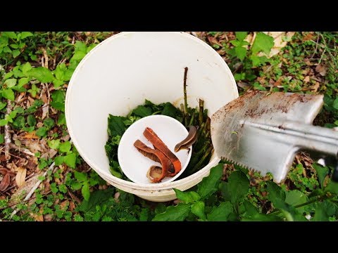 Video Đi bắt rắn mối cho rắn ráo ăn, thức ăn ưa thích của... - youtube