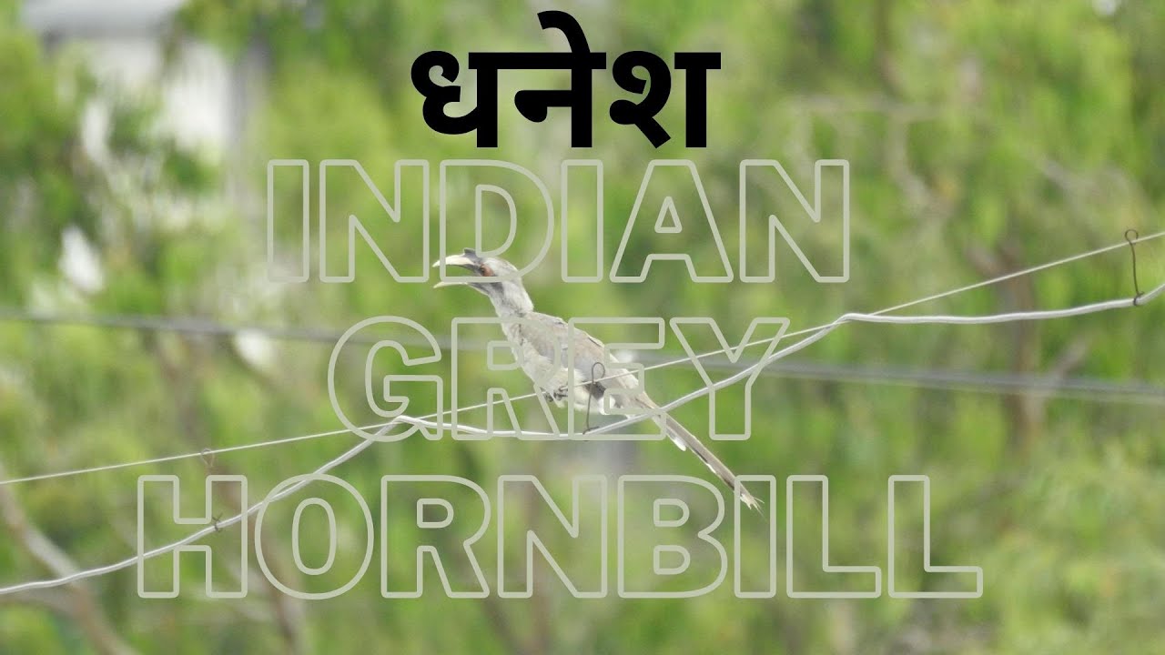 Indian Grey Hornbill (Ocyceros birostris) Feeding on Fruits - धनेश