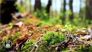 Short Relaxing Nature Video - Spring Forest and Calm Piano Music for Stress Relief screenshot 2