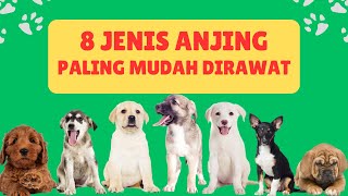 8 JENIS ANJING YANG SANGAT MUDAH DIRAWAT ~ COCOK BUAT KAMU YANG SUKA MAGER by Anjing Peliharaan 664 views 7 months ago 5 minutes, 5 seconds