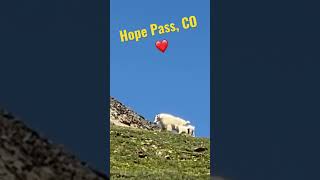 Mountain Goat Sighting!