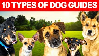 10 Types Of Dog Guides Best Guide Dog Breeds Service Dogs