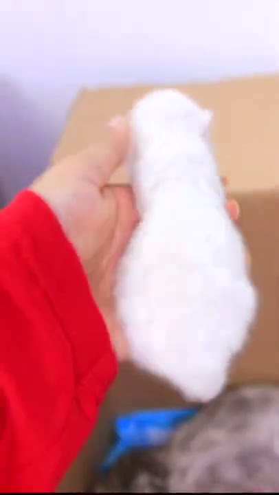 مفاجأة شفا بقطط جديدة !!  Shfa surprise with a new cat #shorts  #short
