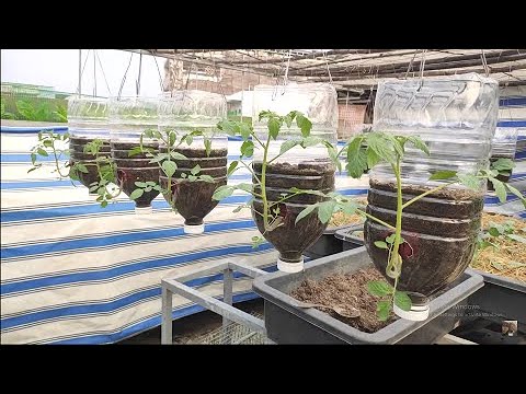 Video Tận dụng bình 5lít trồng Cà Chua Bi treo ngược ,cây... - youtube