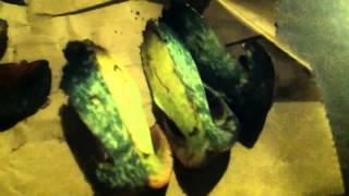 Blue Bruising Bolete
