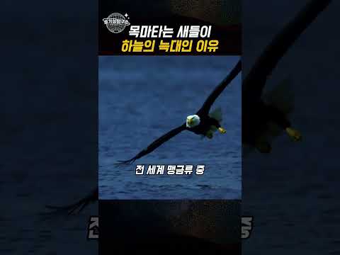 5층으로 탑을 쌓는 새가 있습니다 thumbnail