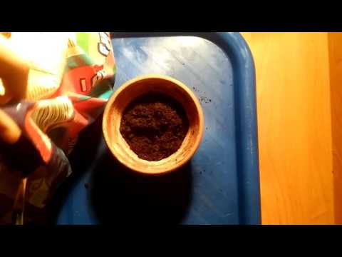 Video: Propagácia semien pažítky – ako pestovať pažítku zo semien
