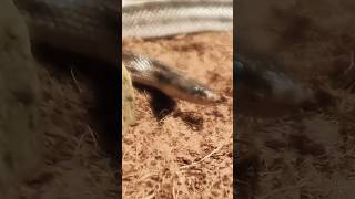 Rare sighting of corn snake wandering about mid-shed