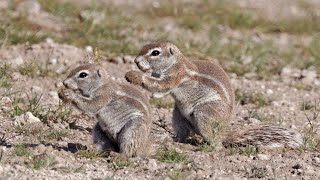 SCIENTIFIC NAME : African Ground Squirrel