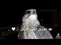 ع الله مش عليك يا كبير          ستوريات  حالات واتس  اجمل  حالات نجومي