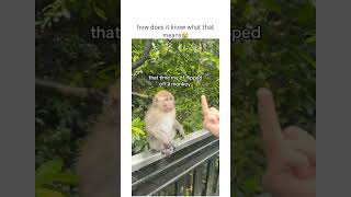 how does it know what that means😭 #viral #funny #shortvideo #shorts #monkey #cute #viralvideo #fyp