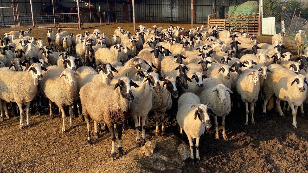 EGE BÖLGESİNİN EN VERİMLİ KOYUNU.