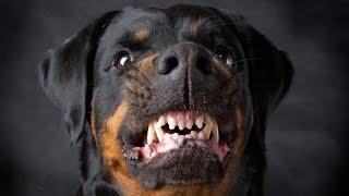 Chó Rottweiler Có Thực Sự Nguy Hiểm Hung Dữ? by Chó Cưng (Dog Lover) 201,179 views 8 years ago 3 minutes, 12 seconds