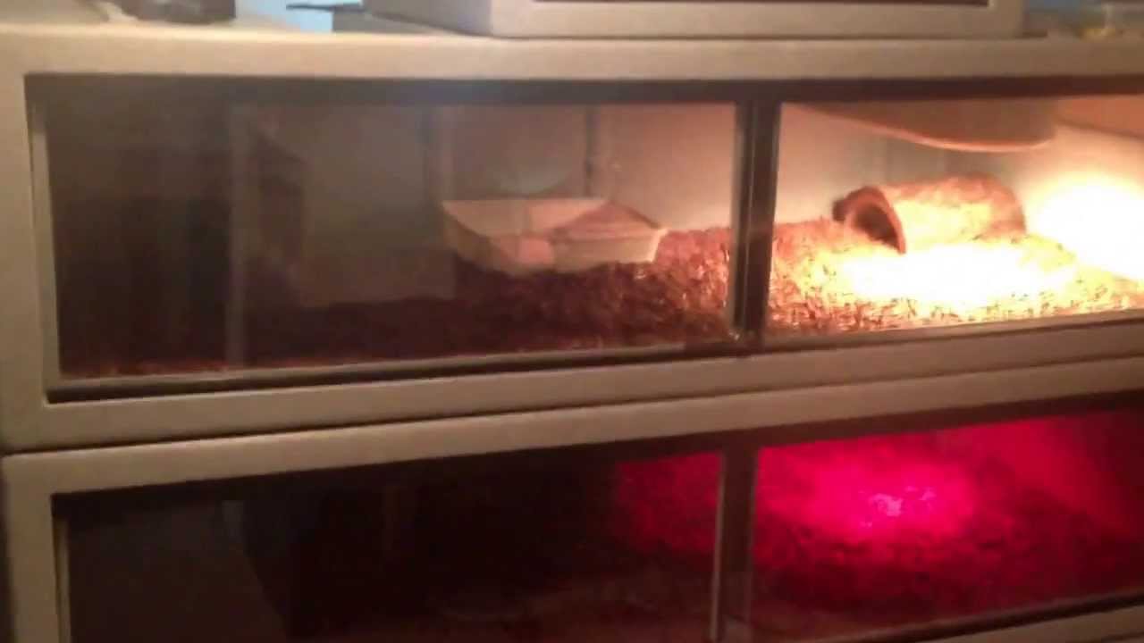 Vision Reptile Cages V632 YouTube