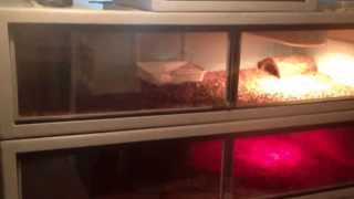 Vision Reptile Cages V632