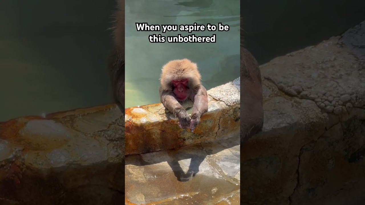 Me in a jacuzzi in a cruise ship #monkey #cruiseship #cruises #funnyanimals