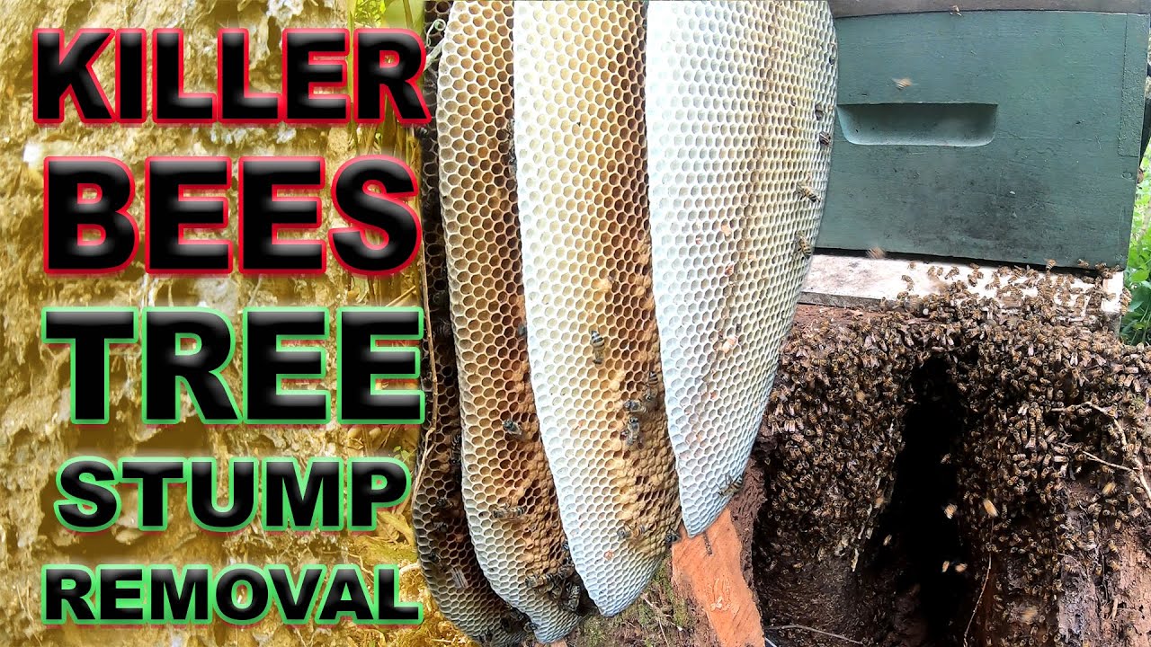 Killer Bees Tree Stump Removal. T&T 