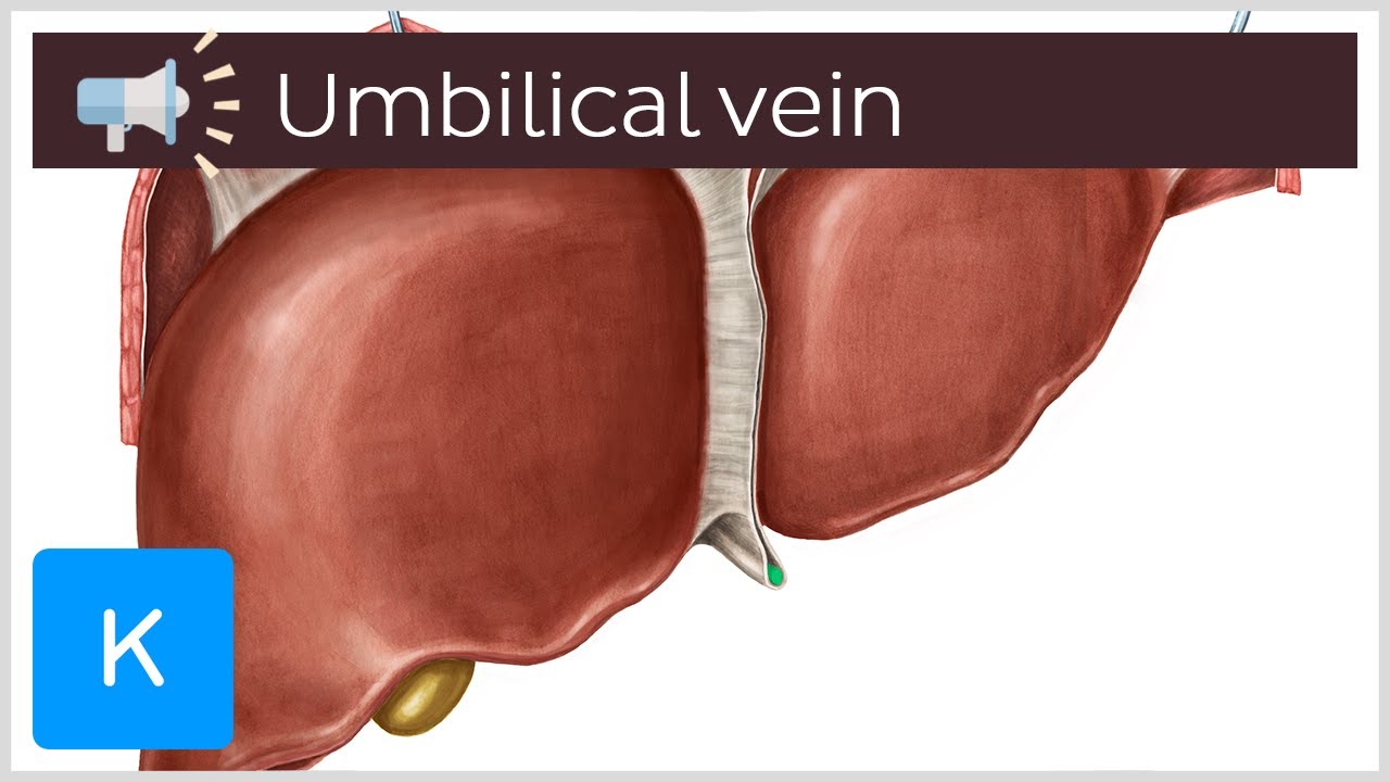 Umbilical vein | Anatomical Terms Pronunciation by Kenhub - YouTube