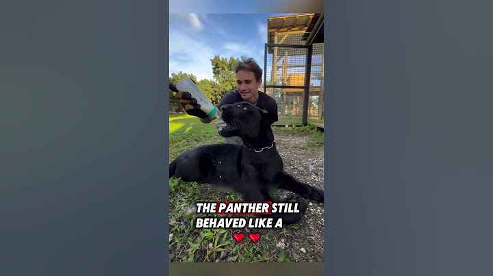 This orphaned black panther was saved by a kind man, and then this happened #rescue #blackpanther