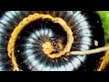 Jan 04, 2017- A Millipede who has his friend a mite along with him
