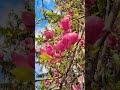 Magnolia #magnolia #primavara #flori #natura #spring #nature #flowers #sunnyday