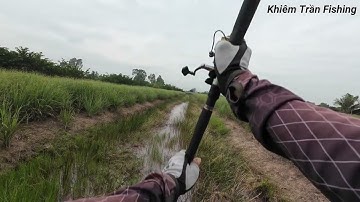 Câu cá lóc Tân Phú Đông Tập #113 May mắn cũng được vài cú táp 