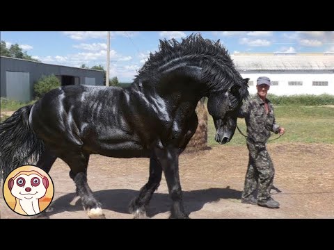 QUESTO CAVALLO COSTA 1 MILIONE DI DOLLARI .. GLI ANIMALI PIÙ COSTOSI DEL MONDO !