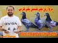 Baby pigeons trainingparwazi bacho ko kaise paka kareustad waqasinformativetipsdiscussion