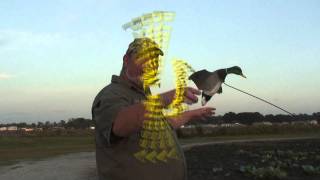 Assault Mallard in Action.mov
