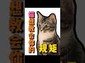 小猫🐱想教会铲屎官的七个规矩，其实是在帮你上课！#新手养猫#宠物知识 #科学养宠攻略﻿﻿ #pets #科学养猫 #养猫经验分享 #萌寵 #猫咪的迷惑行为 #猫咪 #萌宠 #养猫人 #养猫知识