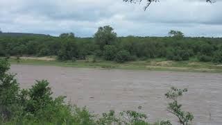 Olifants River In Flood 2021 Kruger National Park