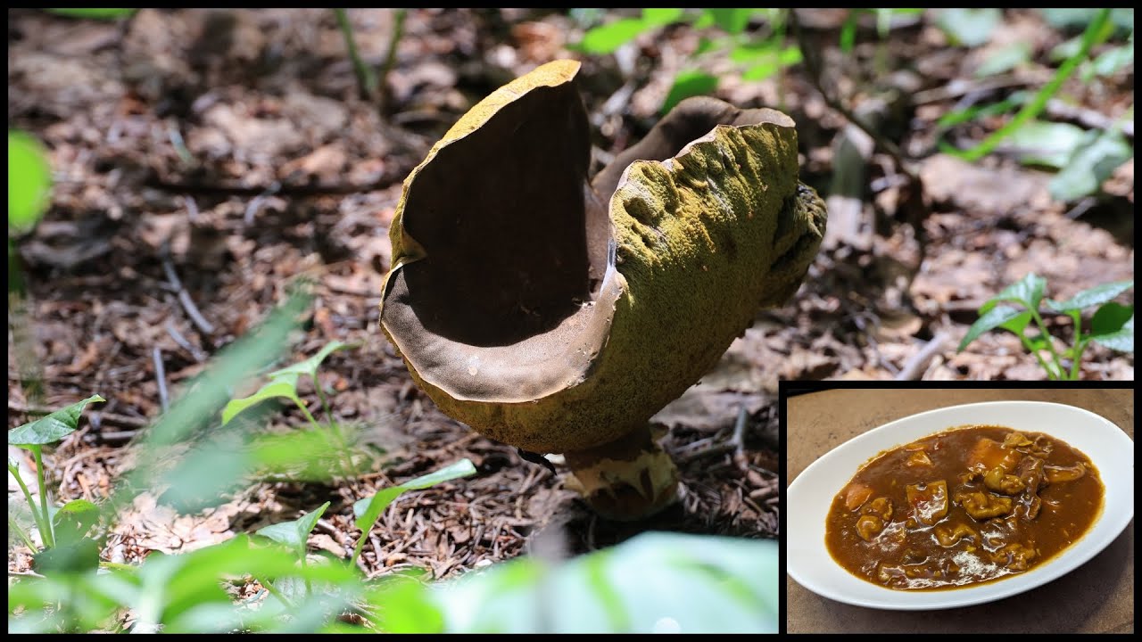 夏はアカヤマドリカレー🌈 20230815