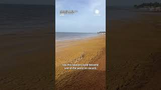Record Breaking Sargassum Seaweed Inundating The Coast