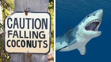 Falling Coconuts KILL MORE PEOPLE Than SHARKS?