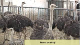 Ferma de struti