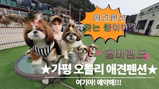 가평 오블리펜션▶오블리애견펜션 [ #가평애견펜션추천 ] ♣가평핫플 애견펜션 | 가평 놀러왔니!?+