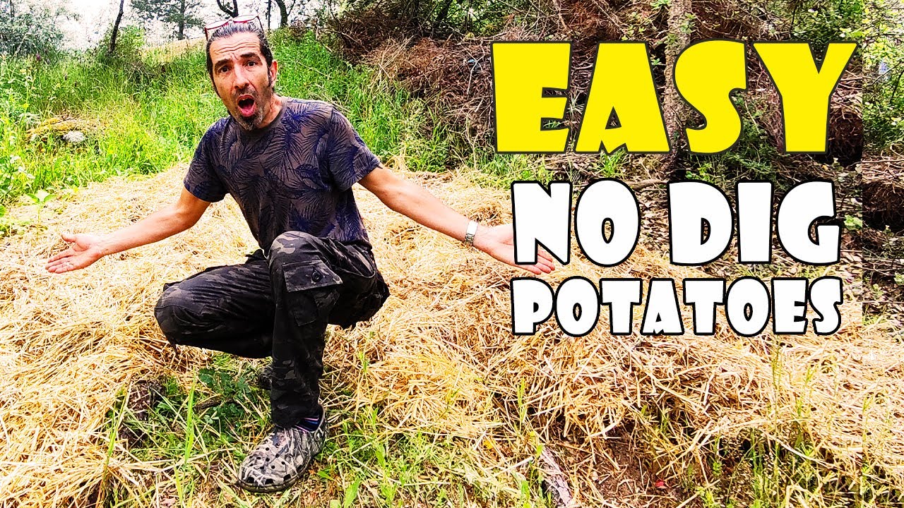15 MINUTE POTATO PLANTING HACK - no dig potatoes - YouTube