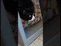 IF you like CATS watch this VIDEO(im crying) #vlog #vet #dayinthelife