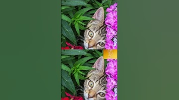 Can you find 3 differences before time runs out