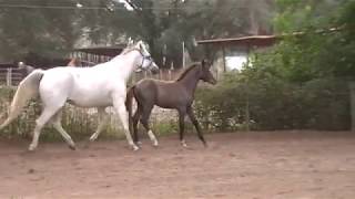 Zelina Flf 2017 Filly By Donnersohn Out Of Zeja Vu