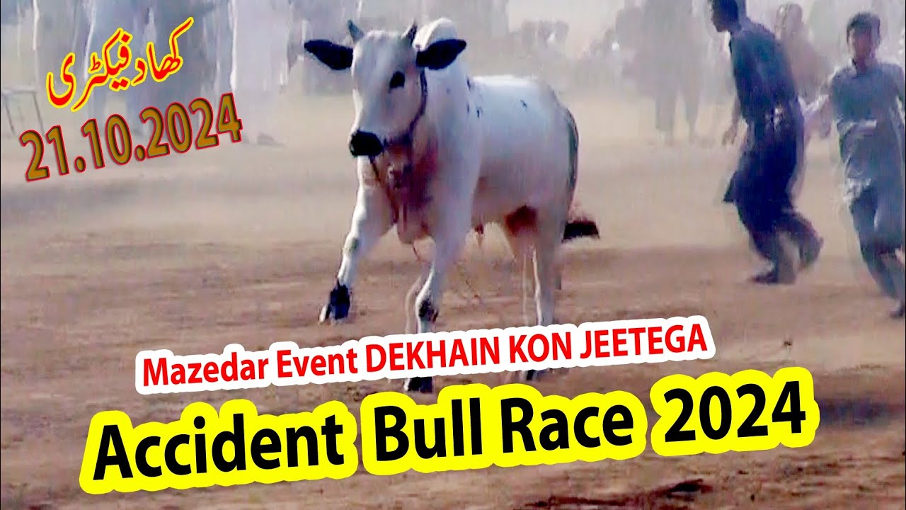 INSANE Bull Racing Action at Khad Factory!