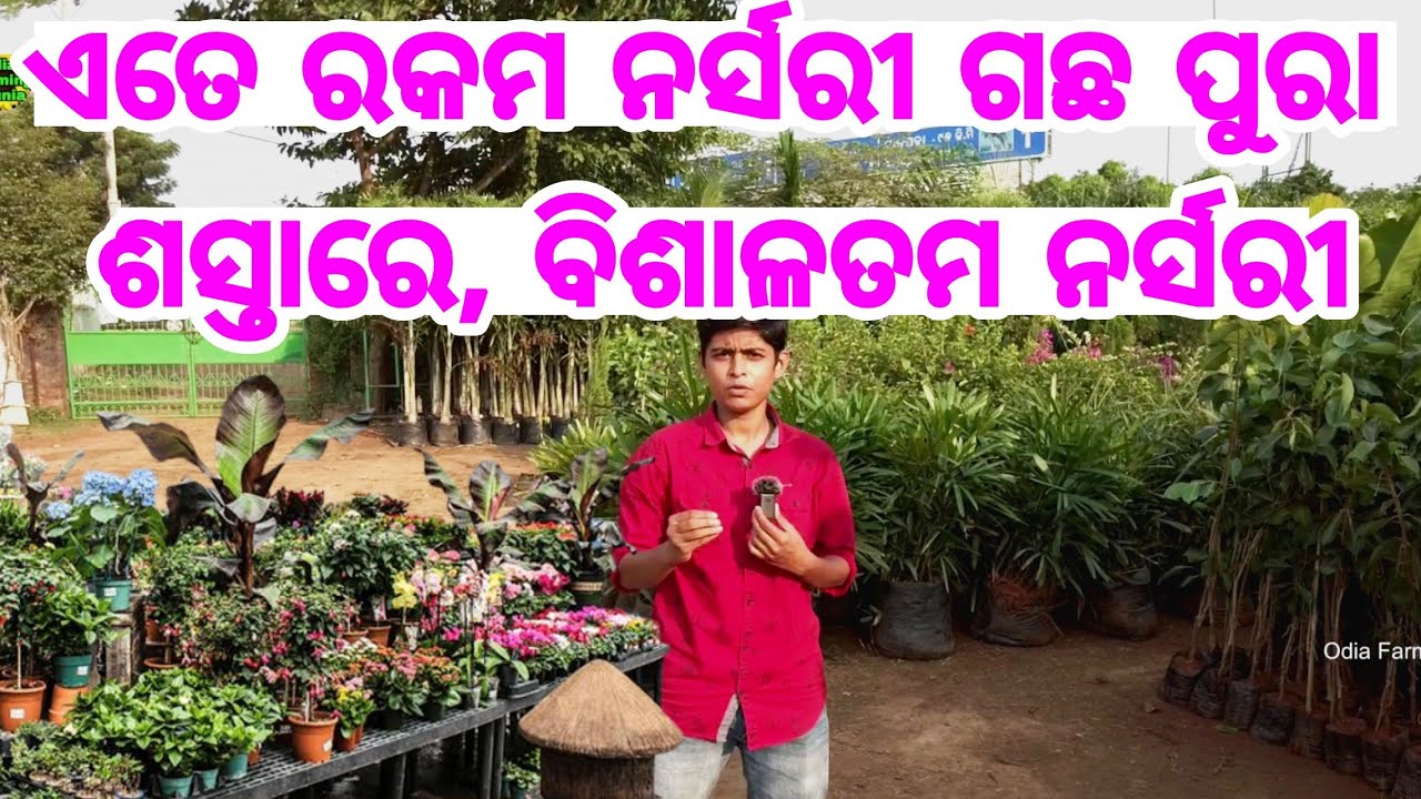 Cheapest Price nursery in Odisha all types of fruits, flower, bonsai and exotic plants delivery