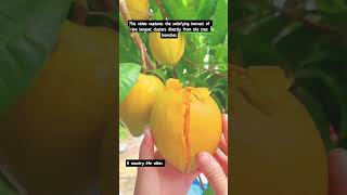 Harvesting Fresh Tropical Langsat Clusters! 🍇✨ #shorts