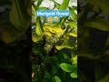 Marigold flower in terris garden |#ytshortsindia #gardening #nature #gardeningtips