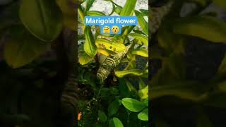 Marigold flower in terris garden |#ytshortsindia #gardening #nature #gardeningtips
