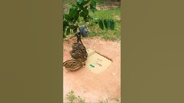 Easy bird trap using old paper and underground - quail trap #shortvideo #shorts