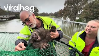 Stranded Wombat Rescued From Floodwater || ViralHog by ViralHog 3,797 views 9 days ago 3 minutes, 40 seconds