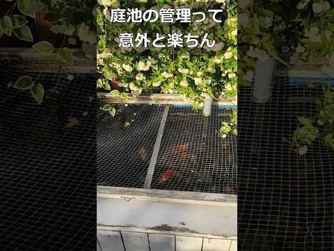 錦鯉が泳ぐ自作庭池!我が家の超楽ちんな管理方法を紹介します #koi #庭池 #diy #コンテナ #沈殿槽 #ろ過 #錦鯉 #掃除 #管理