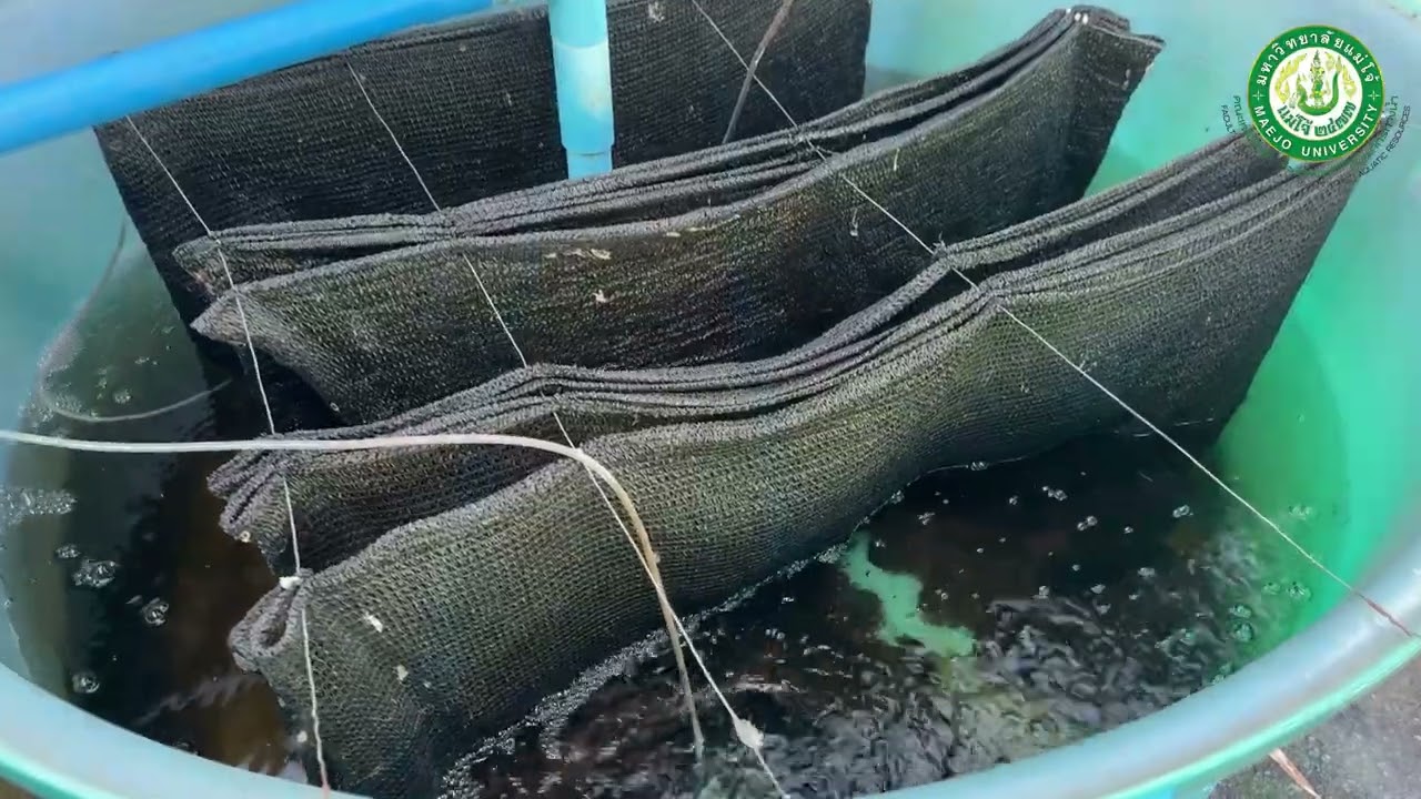 เทคโนโลยีการเพาะเลี้ยงปลาชะโอน