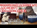 【スカッと猫ミーム】長年誠実に働いてきた旅館を突然クビにされ追い出された話 #猫マニ #猫ミーム